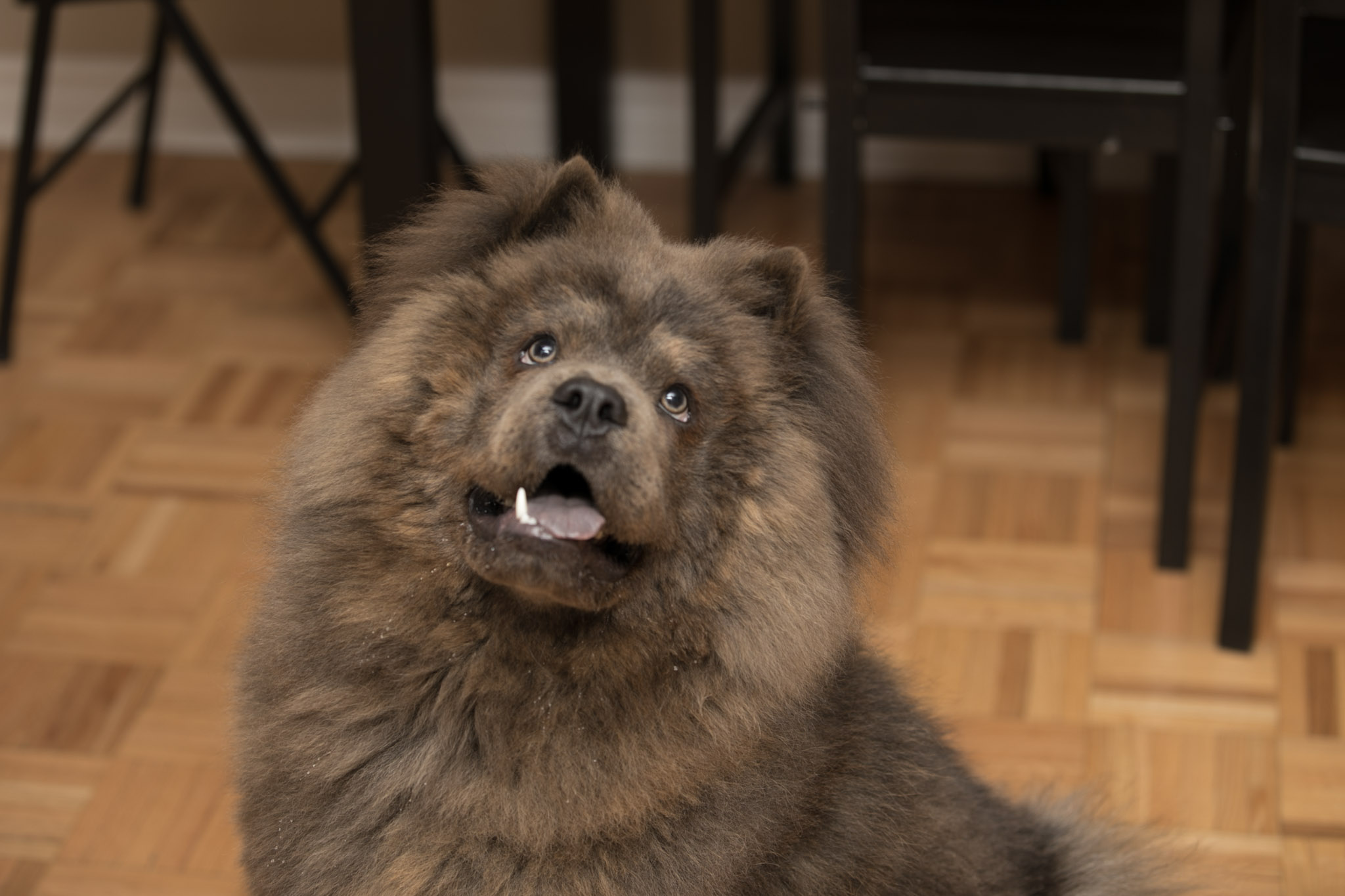 Dog Photography - Silver Package